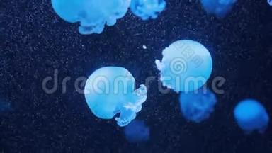 卢塞纳。 大理石水母在深蓝色背景下在水中移动。 水母水下水母。 水母